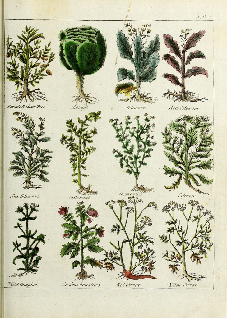 Coleworts in Culpeper's Complete Herbal, 1789