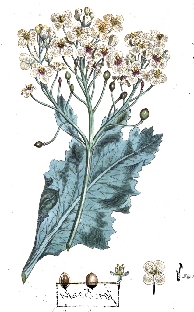 Illustration in 'Directions for cultivating the Crambe maritima, or sea kale, for the use of the table', 1799