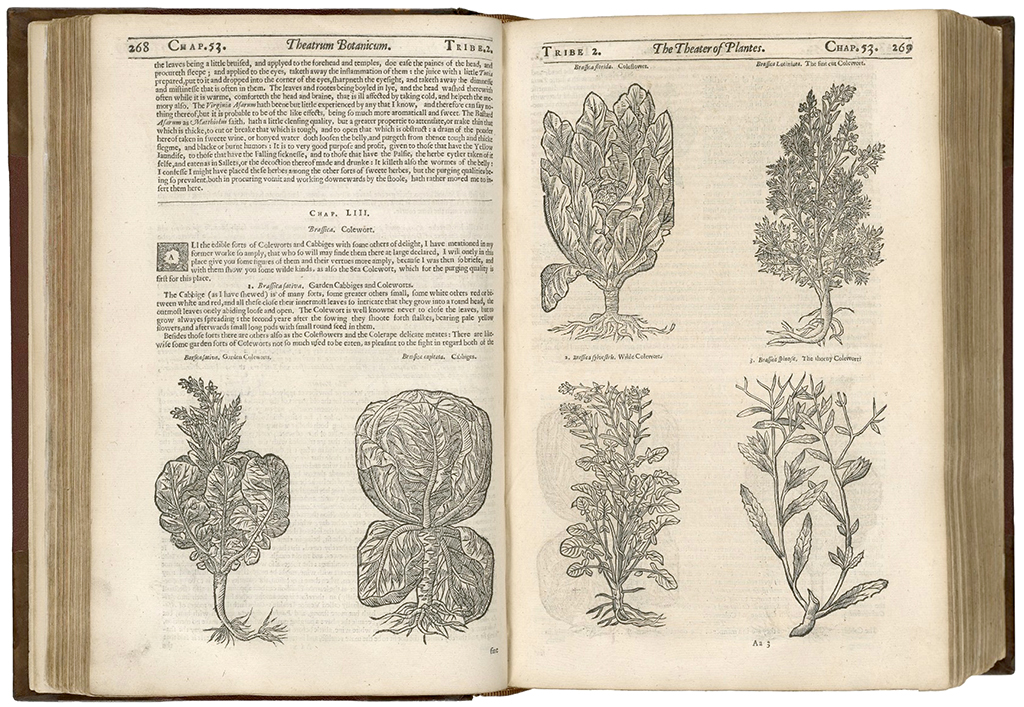 Coleworts and cabbages in Parkinson's Theatrum Botanicum, 1640
