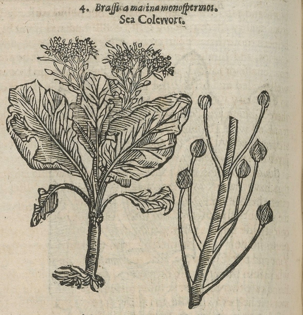 A woodcut illustration of seakale in John Parkinson's Theatrum Botanicum, 1640