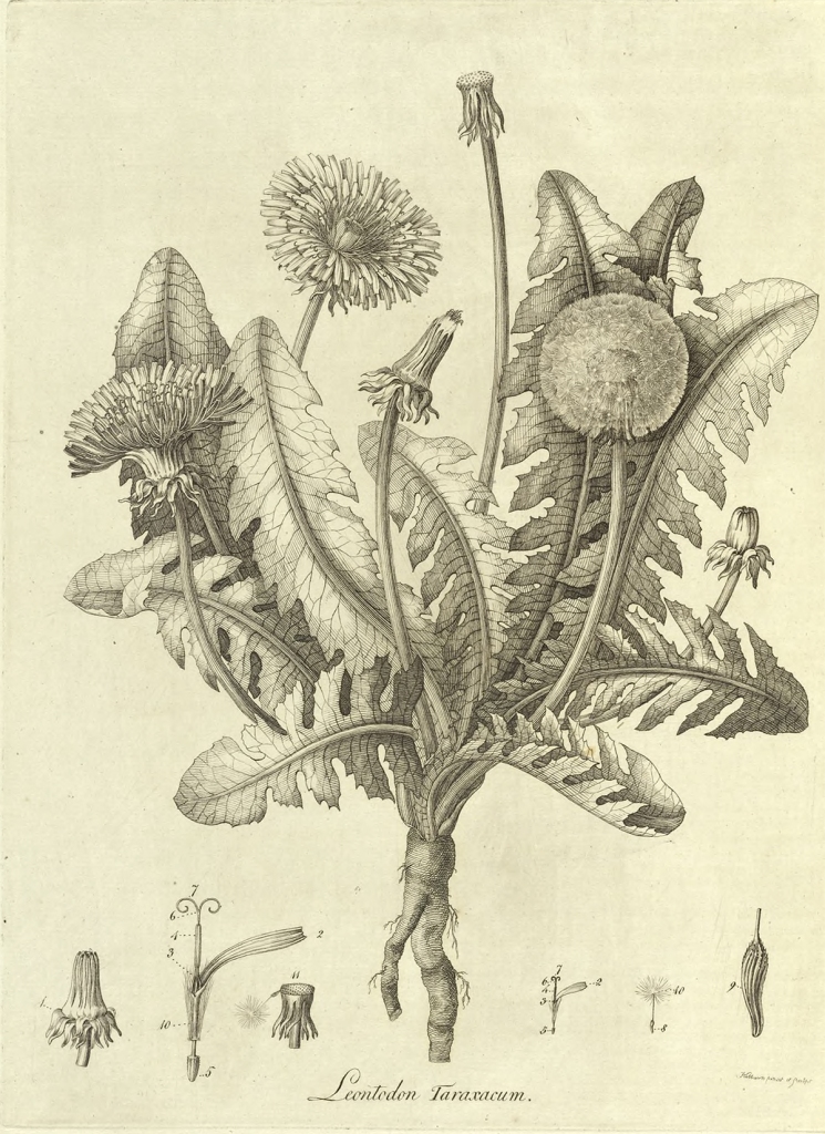 William Kilburn's dandelion, Leontodon taraxacum, in the Flora Londinensis, 1775